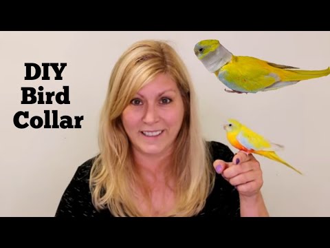 YouTube video about: How to tell if a birds neck is broken?