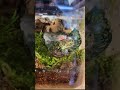 Pixie Frog To Bull Frog