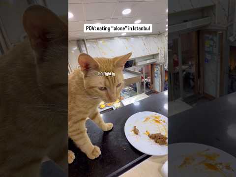 This nice little kitty visited me while I was eating dinner alone in Istanbul #cute