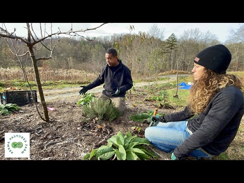 Transplanting Strawberries and Flipping Compost