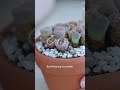 Is your Lithops wrinkled? Watch this before watering! #lithops #succulents #plants #plantcare