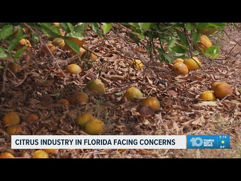 Florida Trend Video Pick - Video