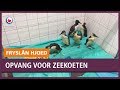 REPO: Drukte bij Fûgelhelling door verzwakte zeekoeten