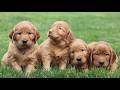 Mixed Breed dogs for sale: Shyanne  - Video 1