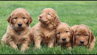 Video preview image #1 Golden Irish Puppy For Sale in BLAIN, PA, USA