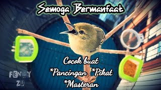 Download lagu Siulan sirtu gacor | Siulan burung sirtu gacor | sirpu/sirtu Cocok buat Pancingan,Masteran,dan Pikat mp3