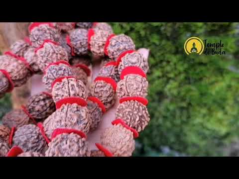 Japa Mala Rudraksha 5 Muhkhis Vermelho