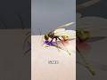 How Yellowjacket Actually Stings You 😱 🐝