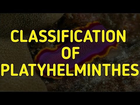 schema filum platyhelminthes