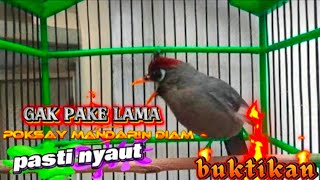 Download lagu Variasi suara pancingan poksay Mandarin paling efektif cepat bikin nyaut emosi pokman susah bunyi mp3 Download lagu Variasi suara pancingan poksay Mandarin paling efektif cepat bikin nyaut emosi pokman susah bunyi mp3