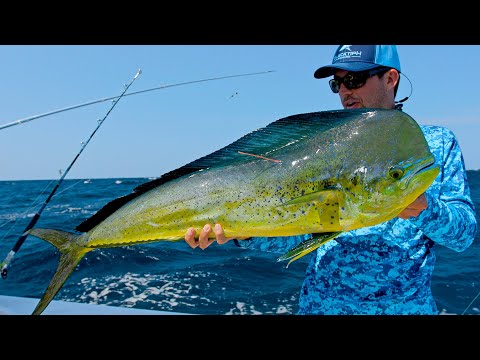 Giant Dolphin and Massive Marlin Spotted!