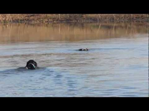 Duck Dogs First Hunt