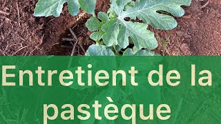 l'entretien de la pastèque et rendement