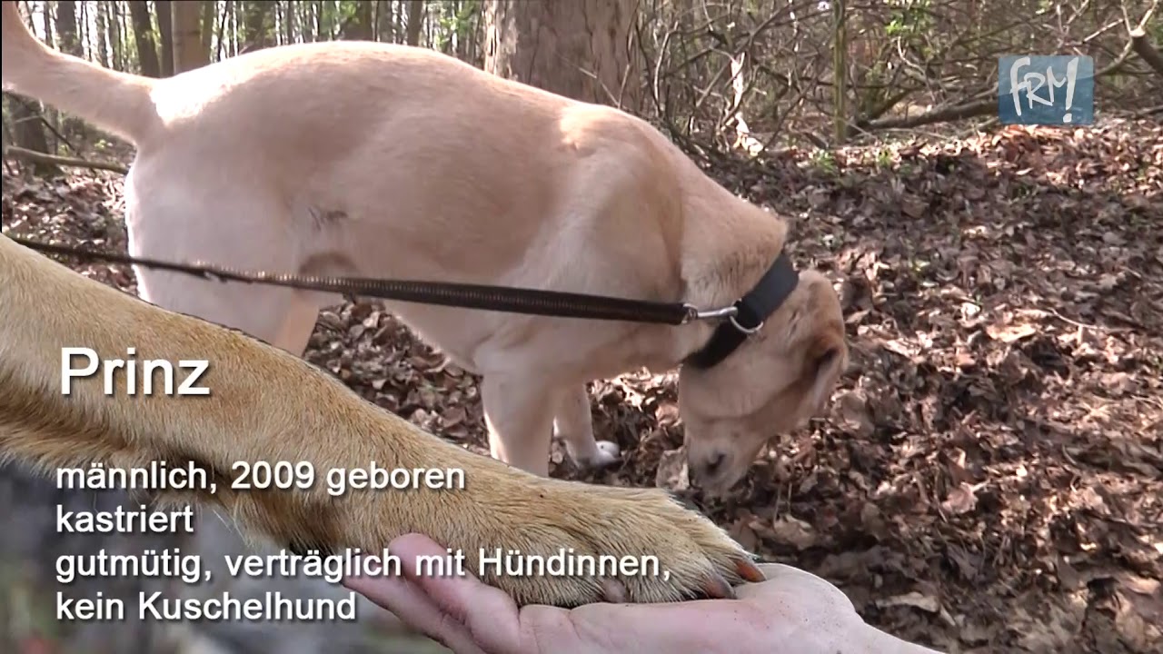 Tiere Suchen Ein Zuhause Sachsen