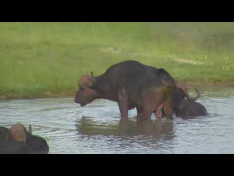 Djuma: Small group of four African Buffalo come to the dam for a soak - 17:15 - 01/14/19