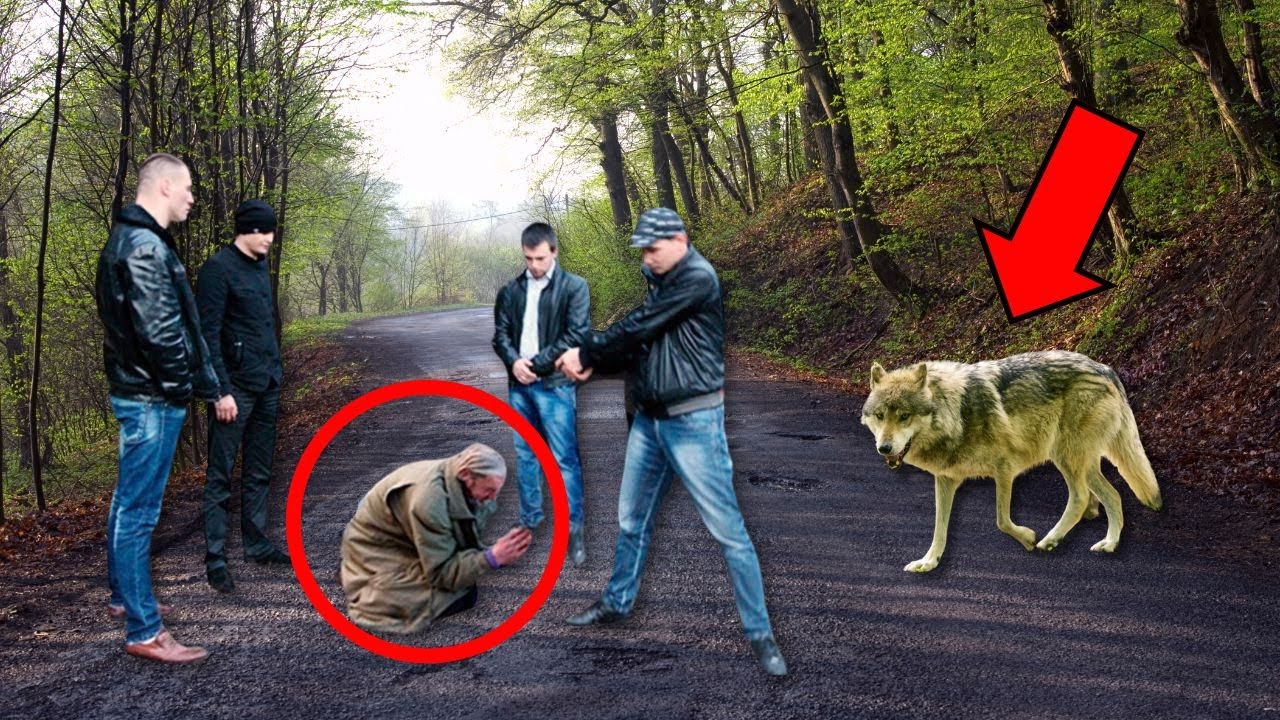 😭😭 BANDIDOS GOLPEAN A UN ANCIANO, HASTA QUE APARECE UN LOBO Y LO QUE PASA DESPUÉS ES DESGARRADOR