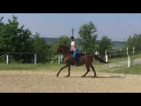 Jazda na koniu przez przeszkody - Karo na Elhiorze