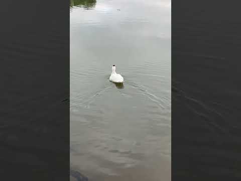 O dono da lagoa - Pato na Lagoa da Garibaldi - Encantado - RS