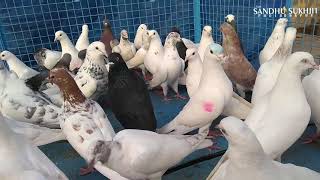preview picture of video 'Malwai pigeon in Hoshiarpur, Tanda Urmur'