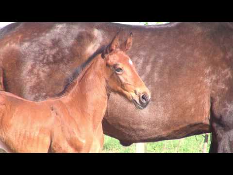 Fohlen v. Keaton - Cassini I