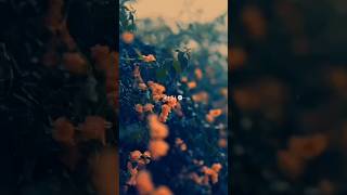 Download lagu Aisi Kabhi Pehle Hui NaThi KhwashienSongstatus#video #shorts#status#love#bollywood mp3