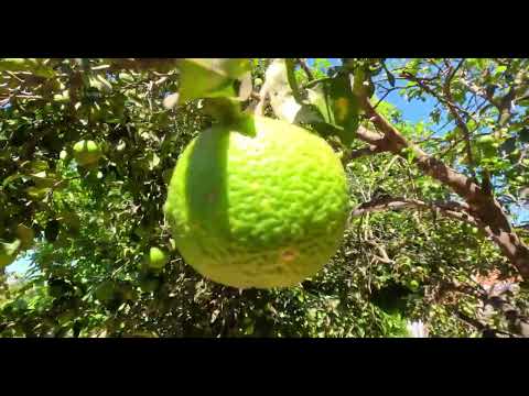 A Venda essa chácara de 20 hectares - Flores Goiás