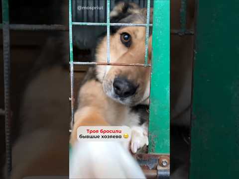 Трой очень сильно хочет снова стать домашним