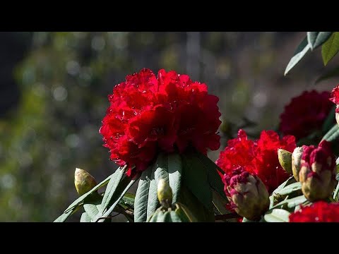 Lali guras ajambari - kunti moktan || Lyrics vdo