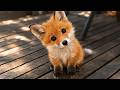 The Cutest And Funniest Baby Animals Video Of 2026 You Ve Ever Seen