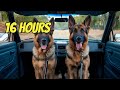 Incredible German Shepherds A 3 Minute Showcase