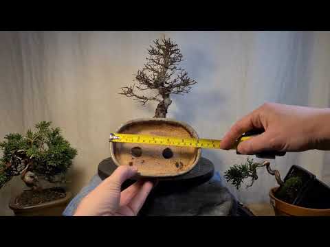 Pot Choice and Repotting Chinese Elm