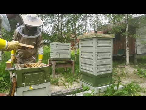 , title : 'Beekeeping - Mehiläisten hoito, pesätarkastus'