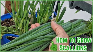 How to Grow Scallions | For beginners | Everything you need to know| Spring, & Green Onions |