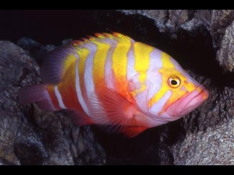 Top 10 Most Expensive Tropical Fish