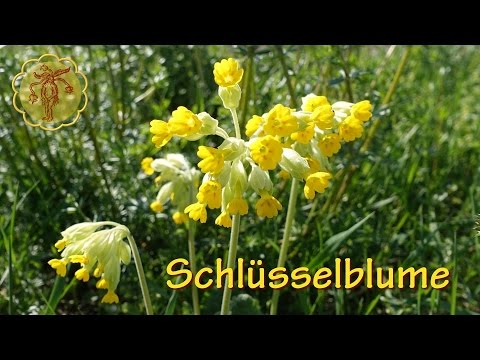Atopitscheski die Hautentzündung die kindliche Form die Symptome Die Analyse des Blutes auf nejrodermit