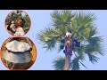 Toddy Palmyra Wine Harvesting From Tree Village Summer Plam Juice Drink Village Cooking Food