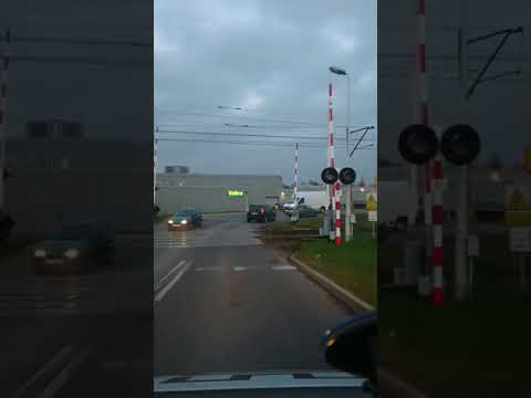 Kriess guyte tribalism