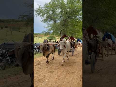 5° Carreata de Carros de boi/ Faz.Santa Luzia .Barra Urandí-Ba#sertãobaianoéshow