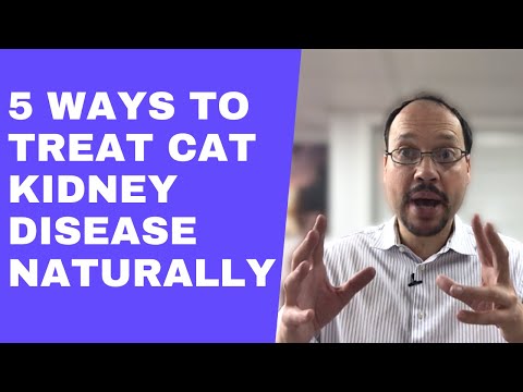 Cat Kidney Disease Treatment To Improve Kidney Function | Chronic Kidney Disease Cats