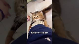 犬より可愛いという犬みたいな猫