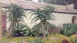 Your Succulent Garden Doesn't Have to be a Fruit Salad