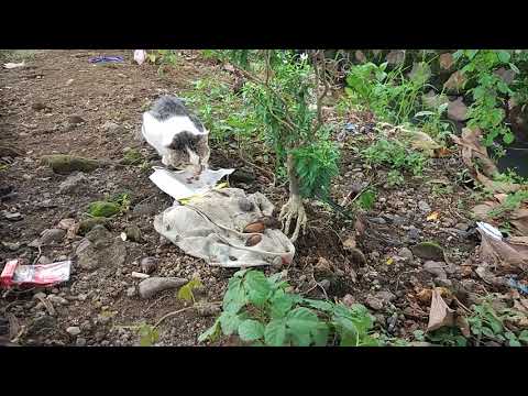 Street Cat: Angry and Scary