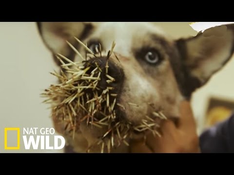 Un chien attaqué par un porc-épic