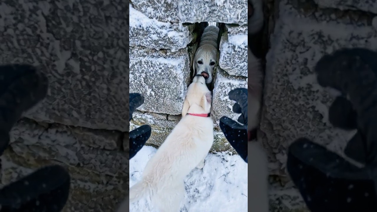 A woman miraculously rescues a retriever that got stuck between stone walls #animals #rescue