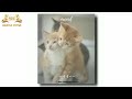 Jithe Bhi Galat Lagya Song WhatsApp Stetus Trending WhatsApp Stetus