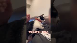 甘えん坊モード　#ねこのいる暮らし #cat #子ネコ #ねこ動画 #かわいい猫 #癒される動画