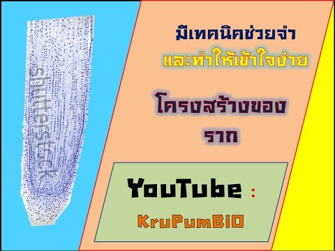 วิธีการมากเป็นสมาชิกดำเนินการ 2 โรคเบาหวานและความแข็งแรงในผู้ชาย