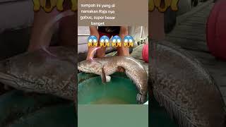 Download lagu raja ikan gabus terbesar di dunia mp3