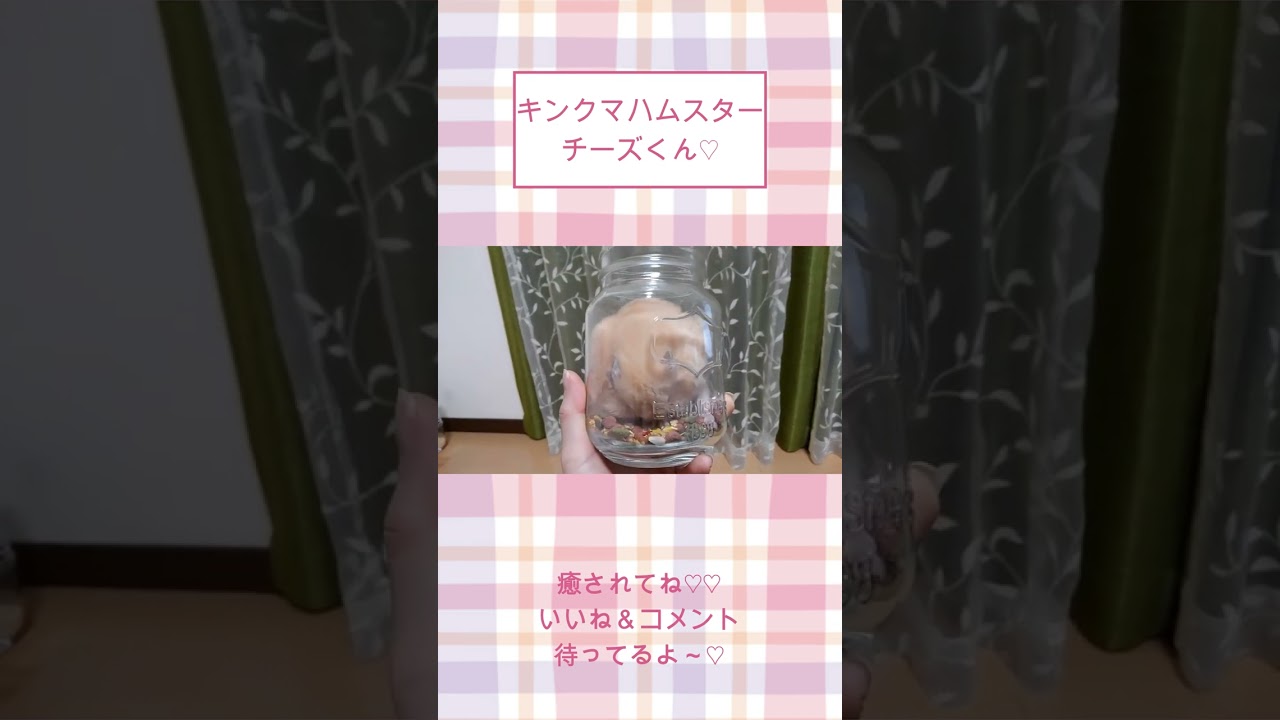 ビンの中で掃除機みたいになってるチーズくん【懐きすぎハムスター】ハムスター可愛い癒し #shorts