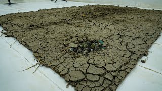 Hard Dried Mud Carpet Bitten by Rats! Can It Be Restored? Satisfying A